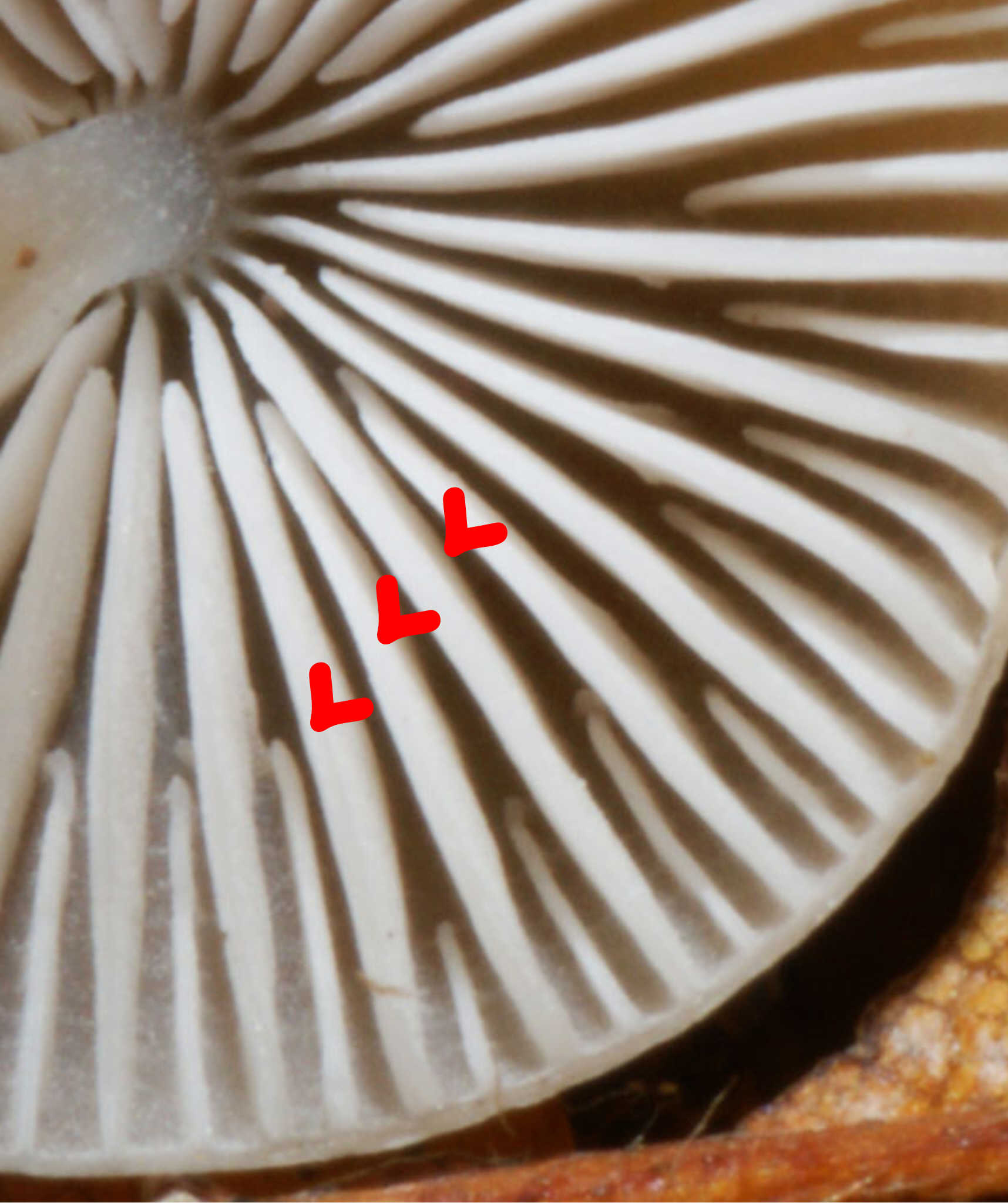 fungo da determinare 01